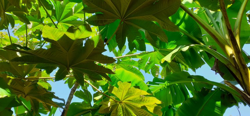 Tropical foliage Overbecks Garden Landscape